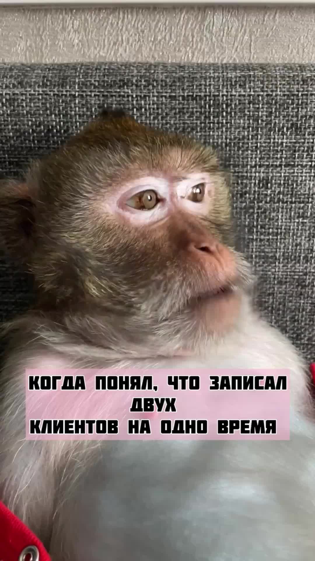 Обезьянка чита