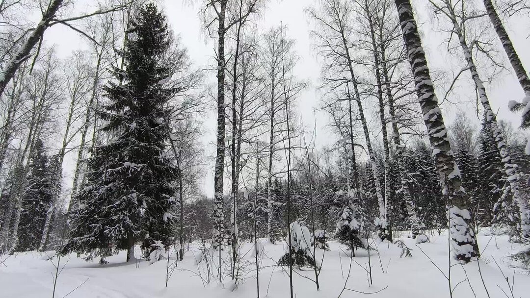 Лесные тропы шварцвальд. Шварцвальд тропа. Кавказский заповедник пихта кавказская. Черустинский лес шатура. Альпийские луга лагонаки.