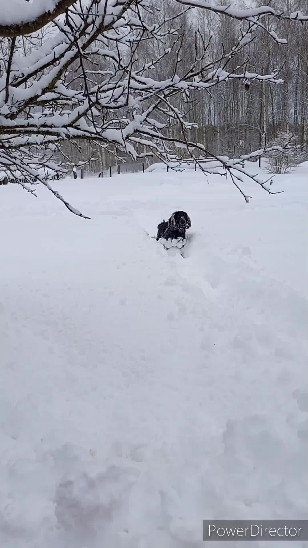 снежный принц песня. эльза male. ты холодный снежный принц. снежный принц песня. снежный принц песня.