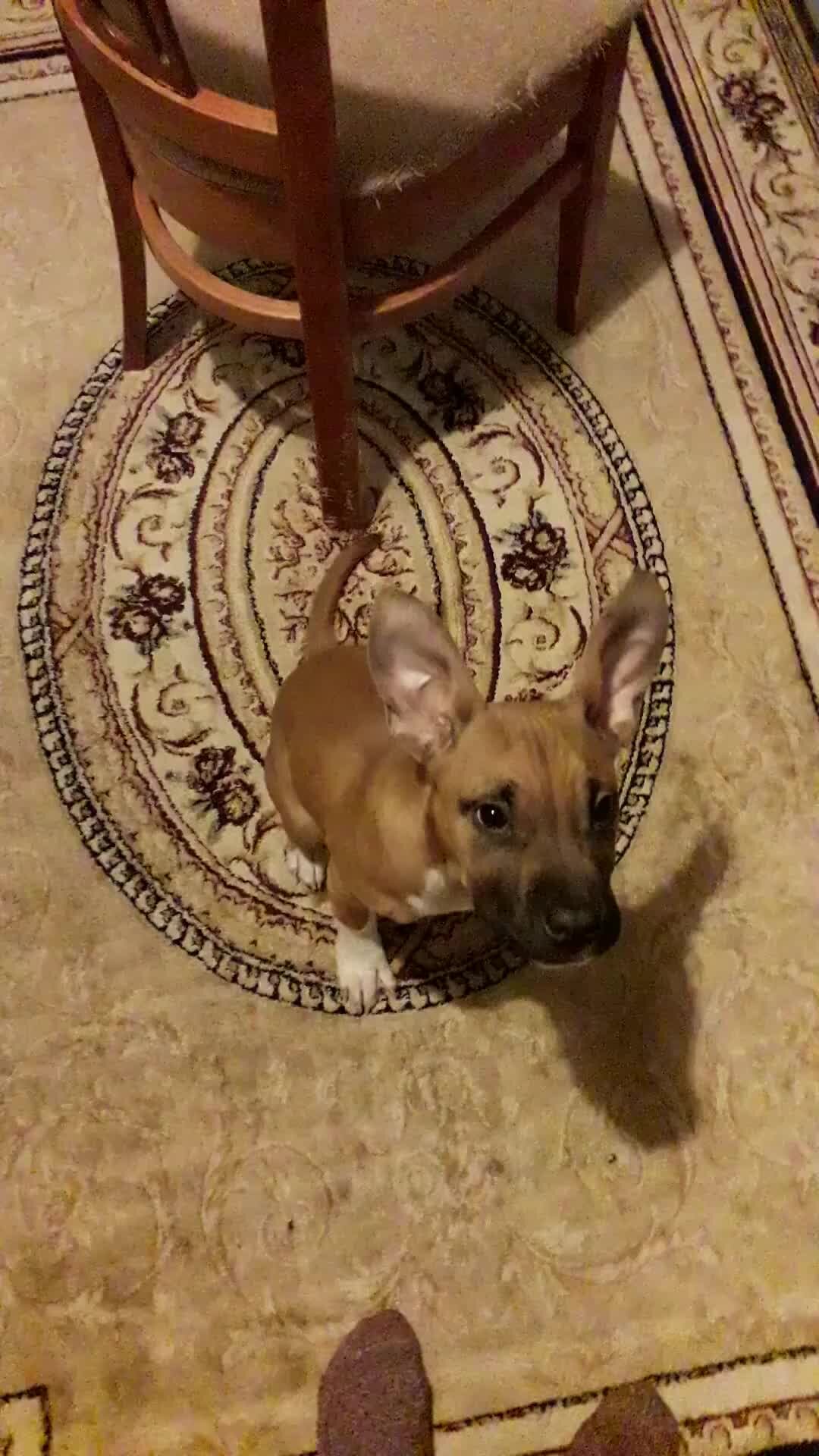 собака брешет. гавканье собаки звук. Audio effects dog. собака гавкает. собака тявкает.