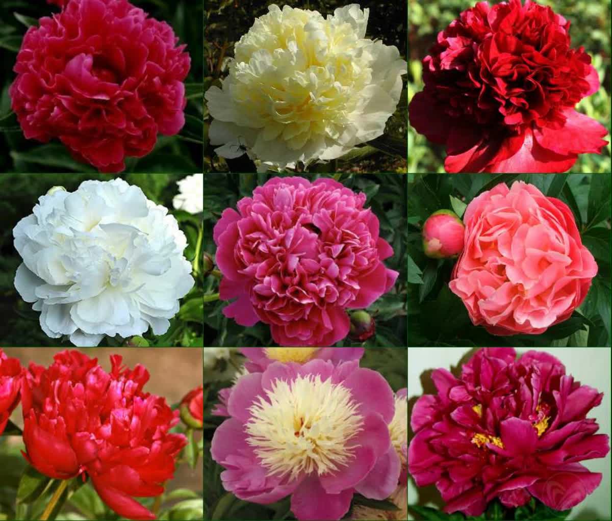 Raggedy ann пион. Пион monsieur jules elie. Пион молочноцветковый нэнси нора. Какой сорт пионов. Какой сорт пионов.