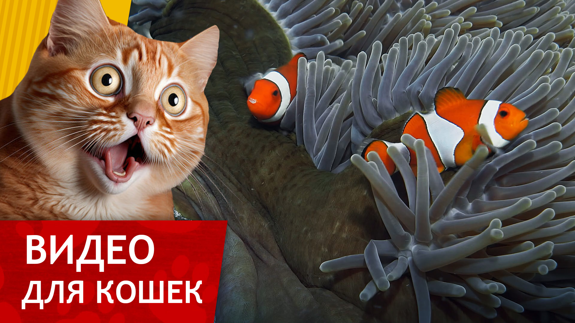 Can your pet играть. Can your pet на андроид. флеш игра про цыплят. игра питомцы. может ли ваш питомец игра.