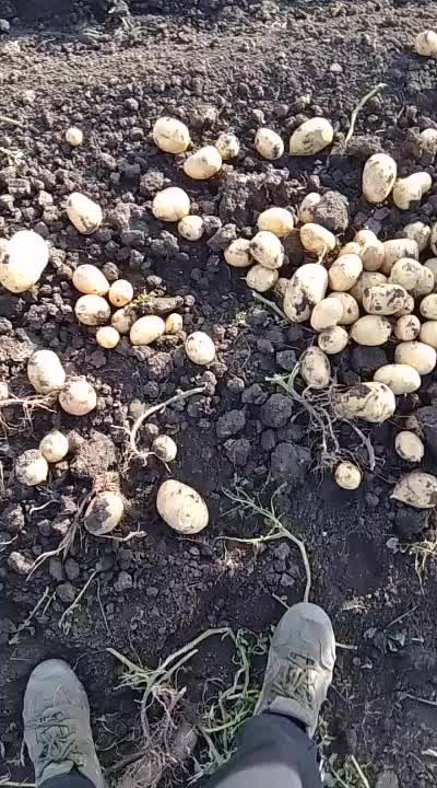 Сон картошка на полу. Картофель стронг. Картофель. Сырой картофель. К чему сниться чистить картофель.