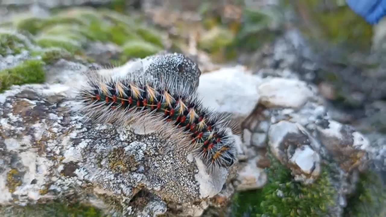 Рванула из под гусениц земля слушать онлайн бесплатно. Рванула из под гусениц земля. Goby к21 гусеницы. Приключения флика a bug's life 1998. Лунтик беспорядок.