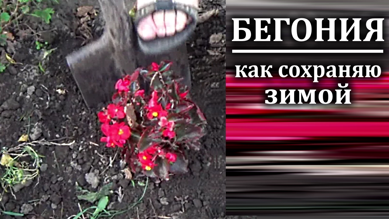 Клубневая бегония как сохранить на зиму. Бегония уличная зимовка. как сажать бегонию однолетнюю в открытый грунт.