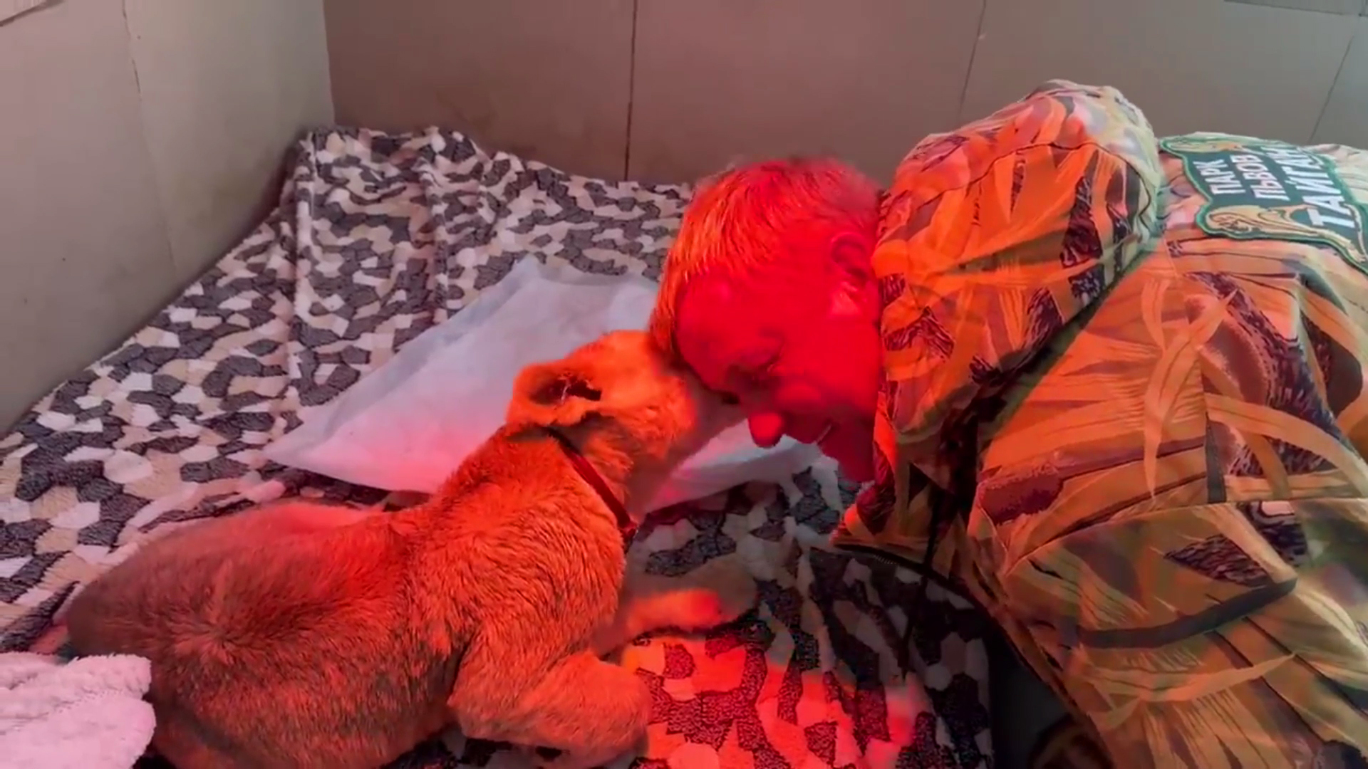 про тайган в крыму. про тайган в крыму. про тайган в крыму. тайган сафари парк львов. тайган сафари парк 2022.