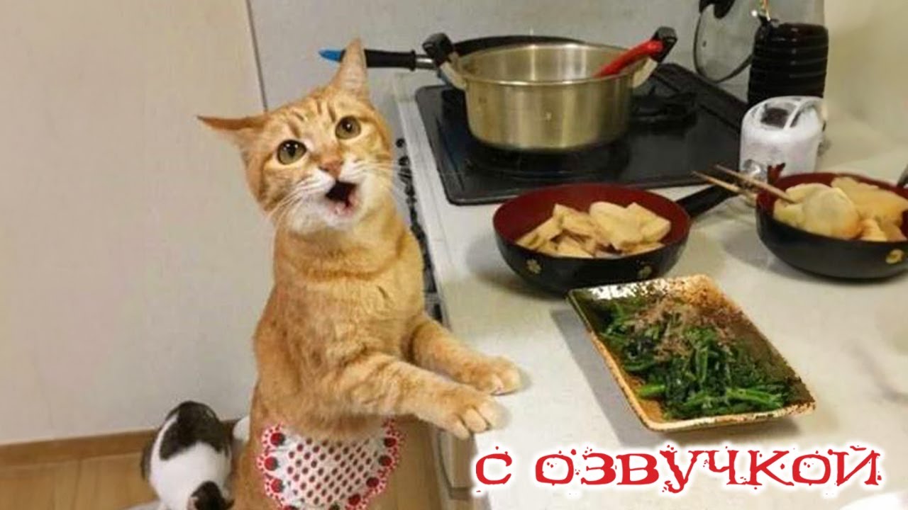 Котики собачки мультфильм. Игра кошечки собачки. Джорджик кошечки собачки. Дина из белка и стрелка озорная семейка. Кошечки собачки вики.