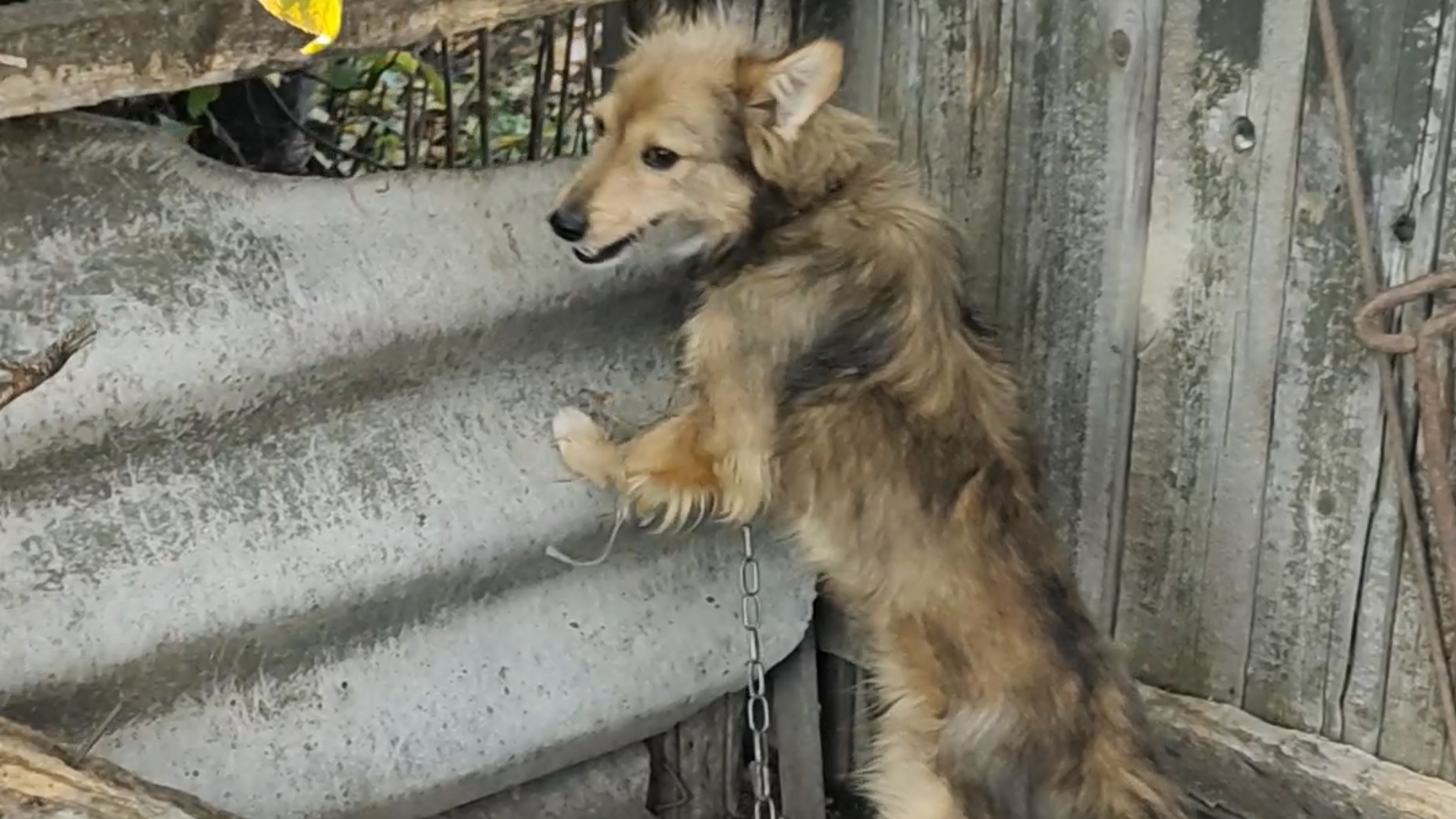 псу. собака убежала со двора. собака убежала со двора. собака убежала со двора. собака убежала со двора.