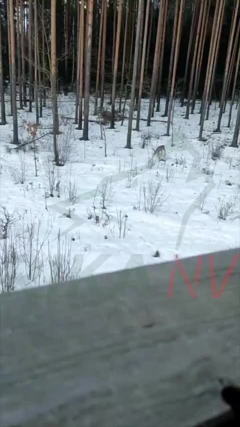 Границы охотхозяйства челябинская область. Охот угодье. Охот угодье. Охотхозяйство белозерского района вологодской области. Охот угодье.