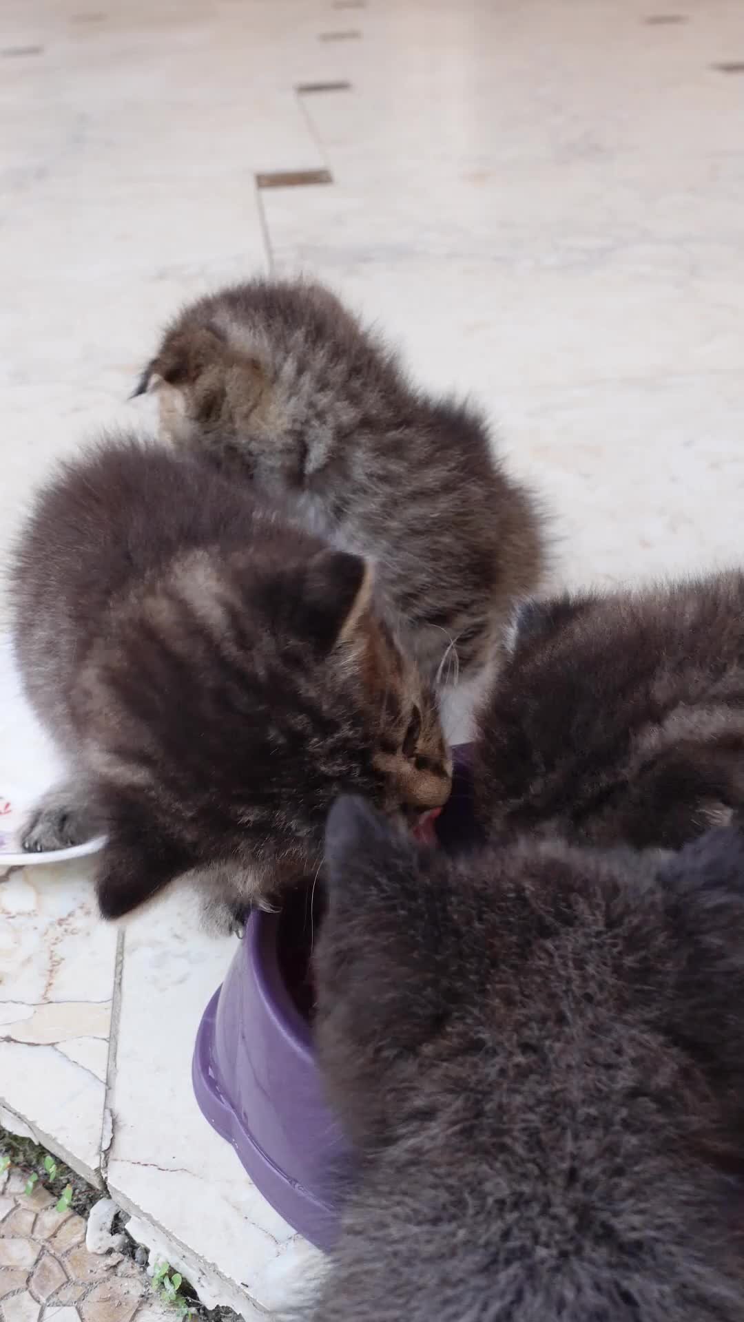 Детский шансон котенок. Кошачья песня. Включи песня котенок. Пусикет мультик. 44 котенка.