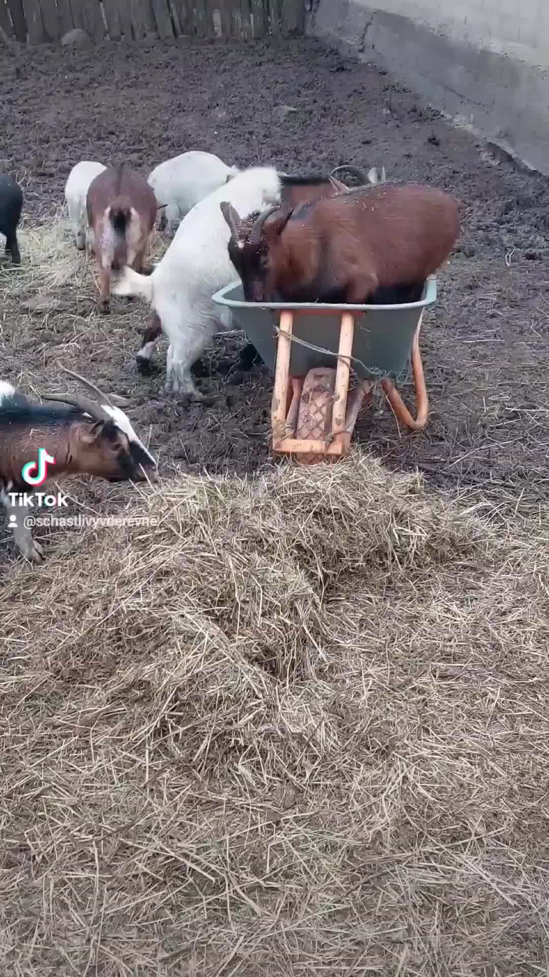 Счастлива в деревне