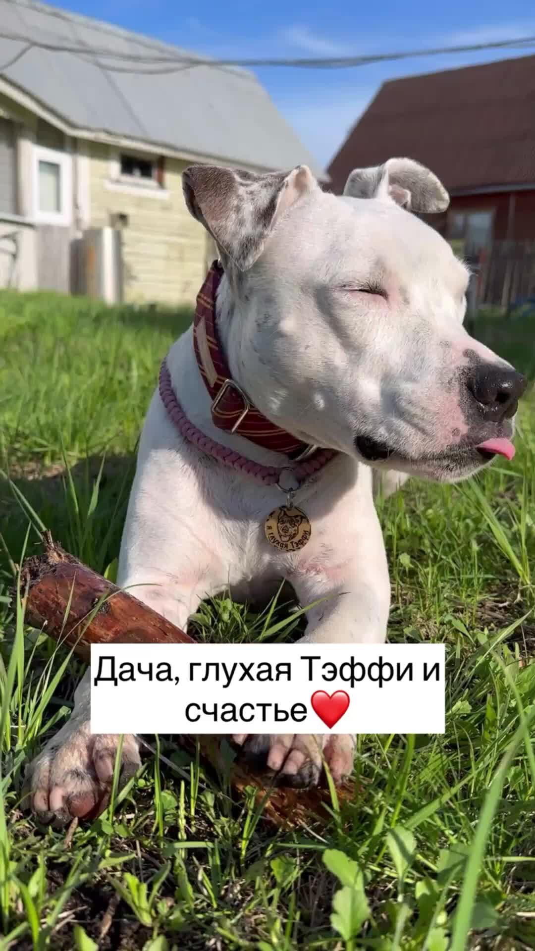 Stafford Rocky | Дача, Тэффи и счастье в этом видео❤️ #amstaff #собака  #глухаясобака #dog #deafdog | Дзен