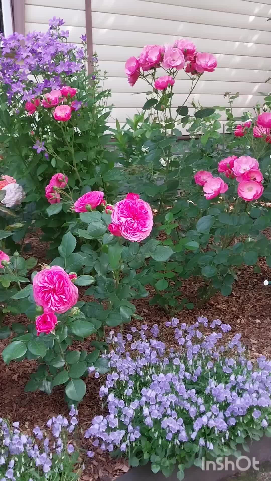 первые розы песня. юра шатунов 1989. с розой и песней. алые розы клипы. первые розы песня.