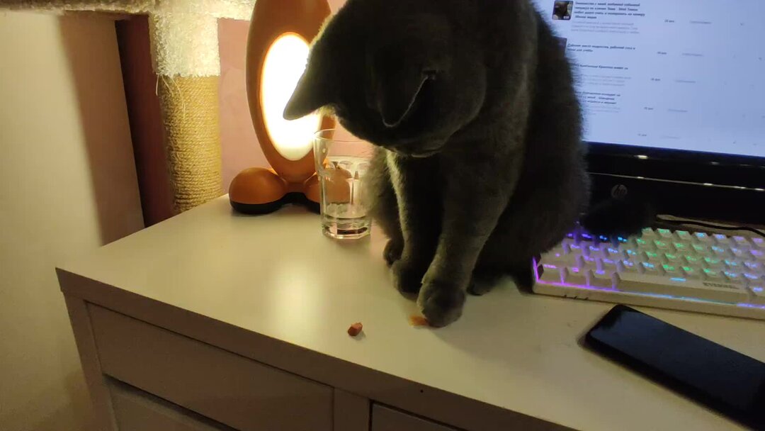 народные колыбельные. сказка про кошек для детей на ночь. сказка про кису для детей. красивые собаки и кошки. колыбель для кошки.