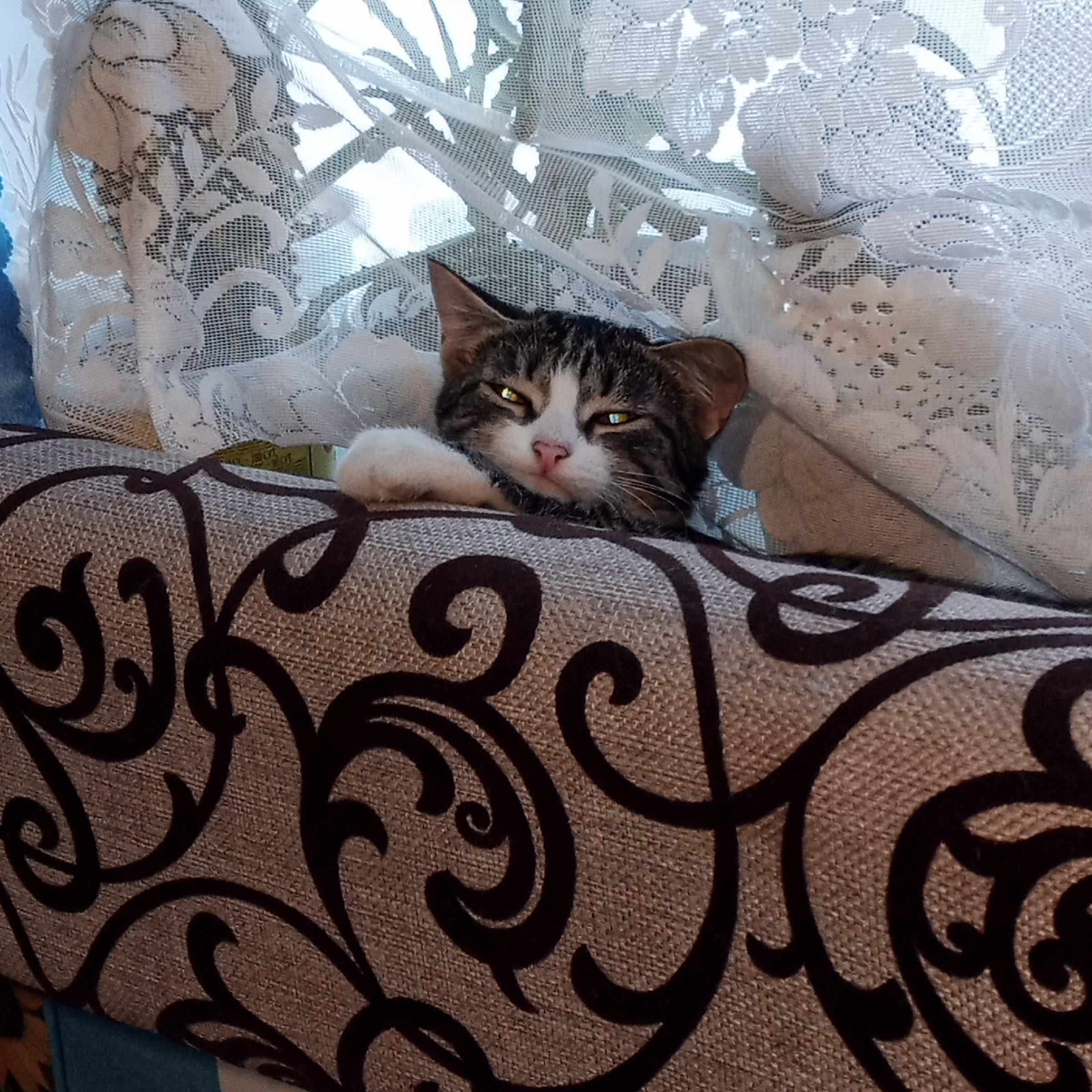 Залысины у кошки над глазами. Кошачье ушко. Залысины у кошки над глазами. Коты с ушами. Залысины у кошки над глазами.