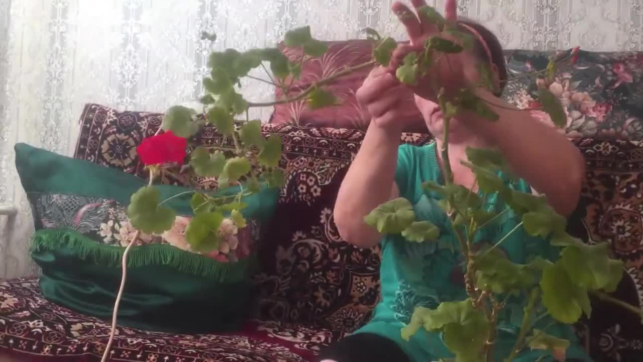 черенкование герани. черенкование герани. пеларгония королевская размножение. укоренение черенков пеларгонии. черенкование герани.