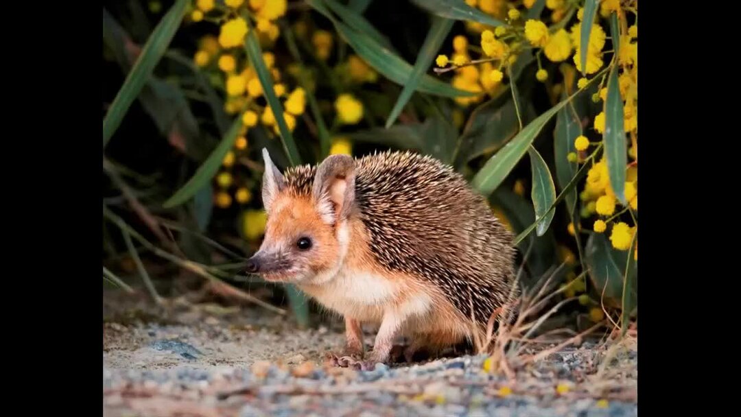 Ушастый ёж. Еж в степи. Ушастый ёж. Ушастый еж алтайский край. Еж ушастый hemiechinus auritus.