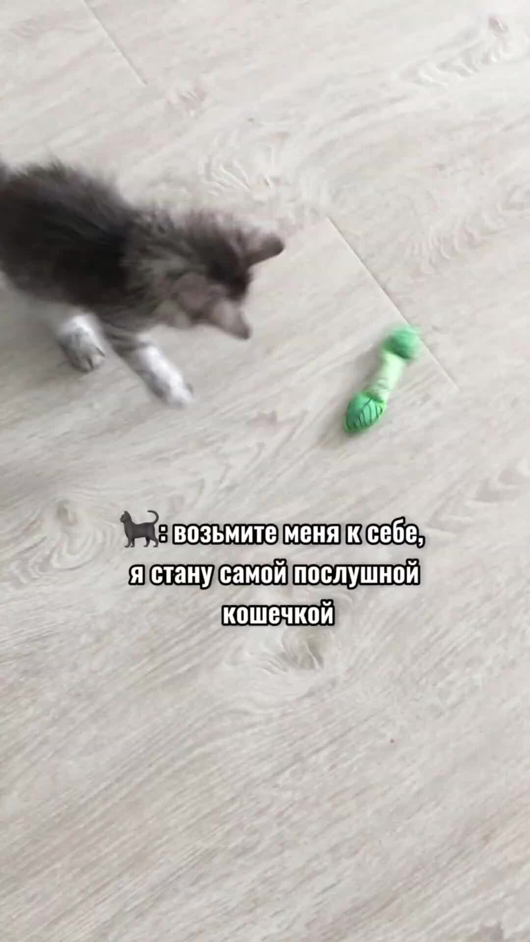 Котобандитка Шляпка | Ну я спросил, мошенники они или нет… Они сказали нет  😆 | Дзен