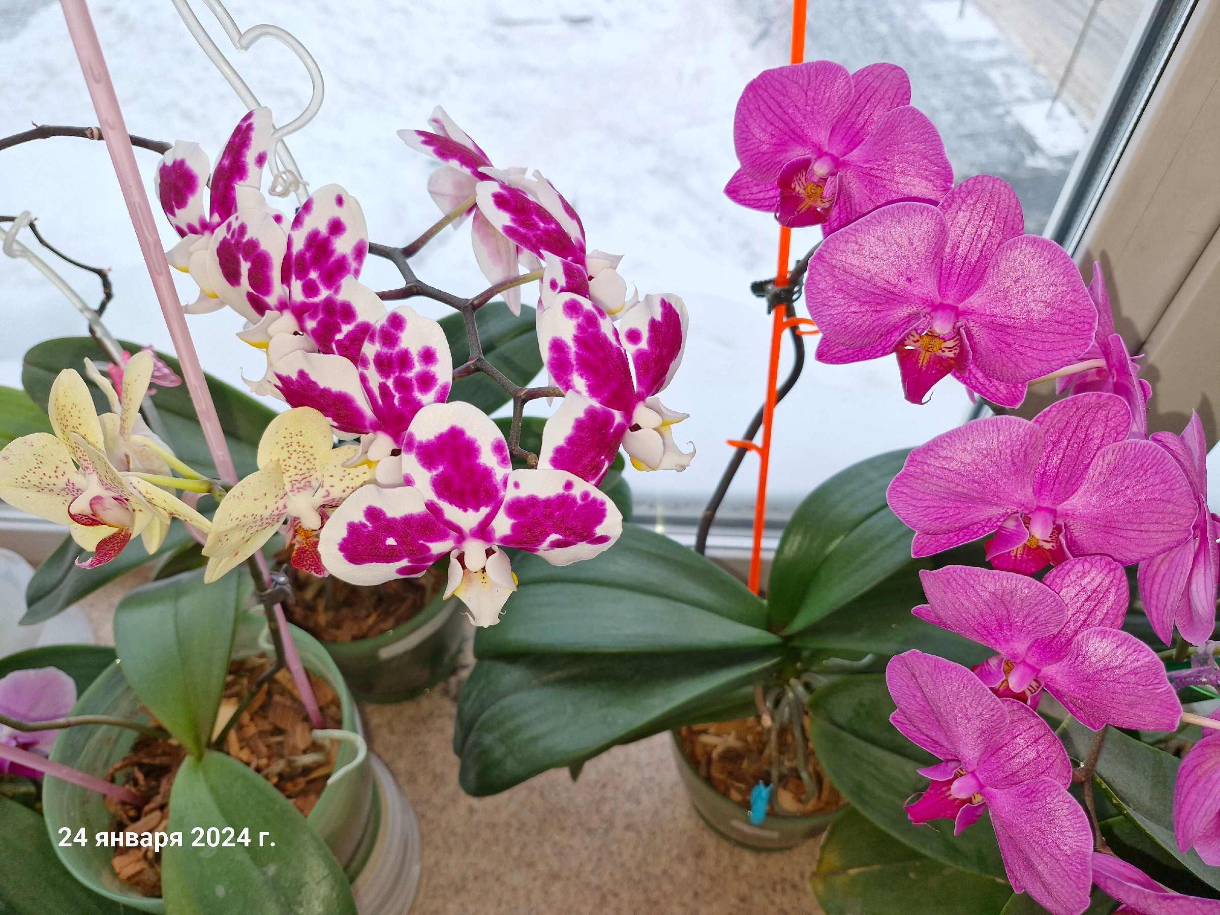 Орхидеи на зимнем подоконнике. Орхидея зимой. Цветет ли орхидея зимой. Орхидеи на окошке. Как перевозить орхидею зимой.
