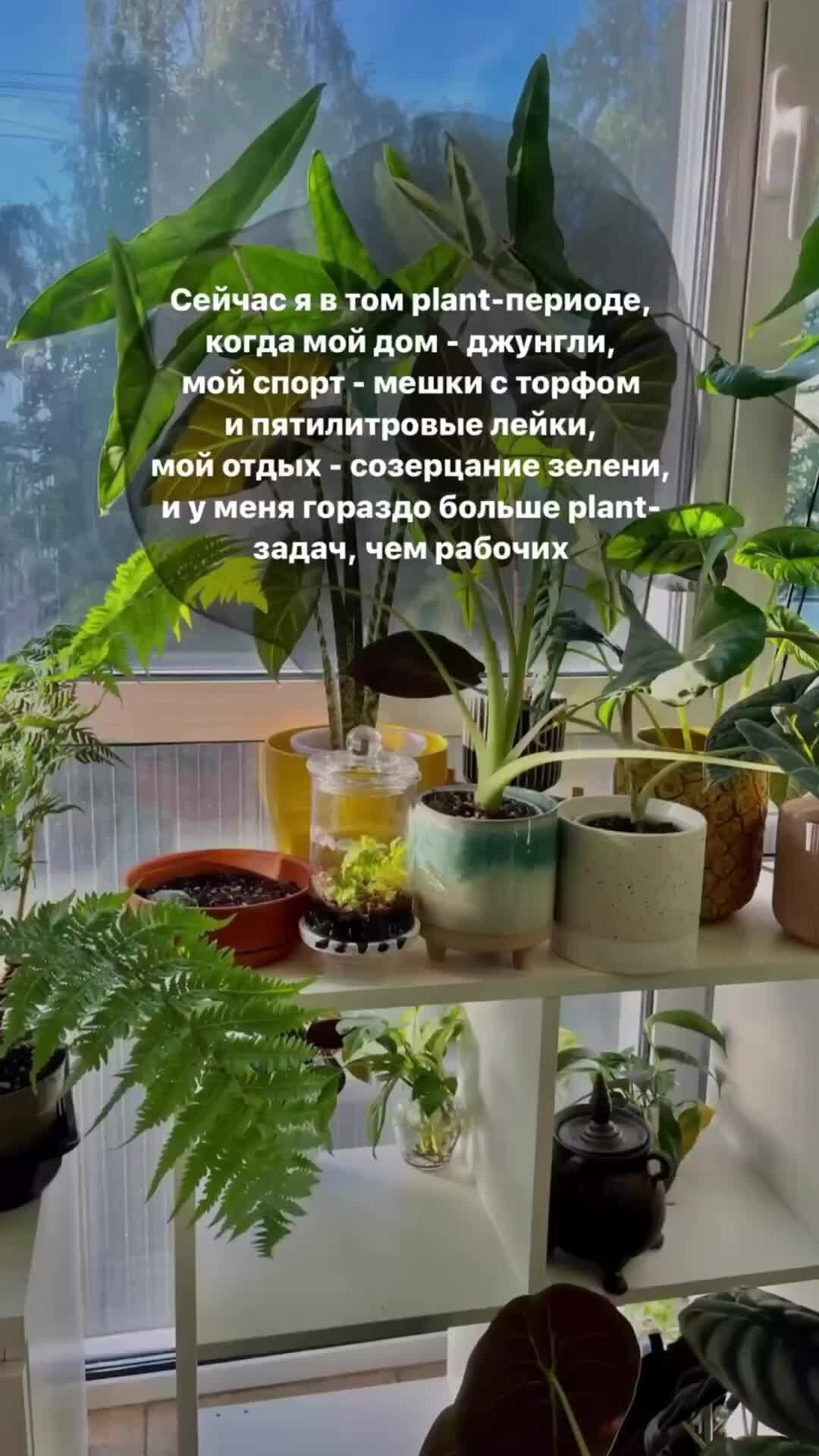 Kati plants 🌱 блог про растения | А у вас какой plant-период?🌱 | Дзен