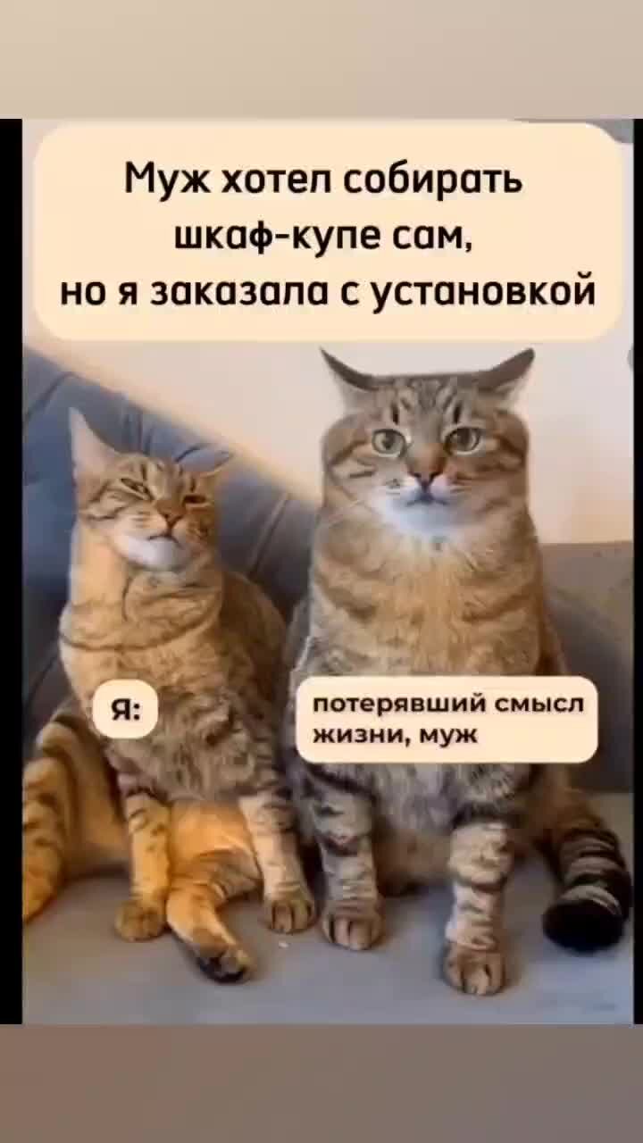 Иди ко мне котик. А я вот не буду. Котенок я ничего не понимаю. Матроскин смешной. А я вот не буду.