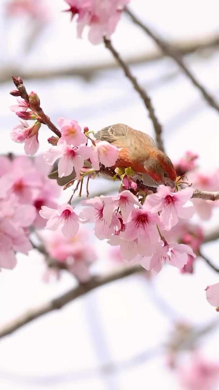 Animation of sakura with flowers sakura waving on wind