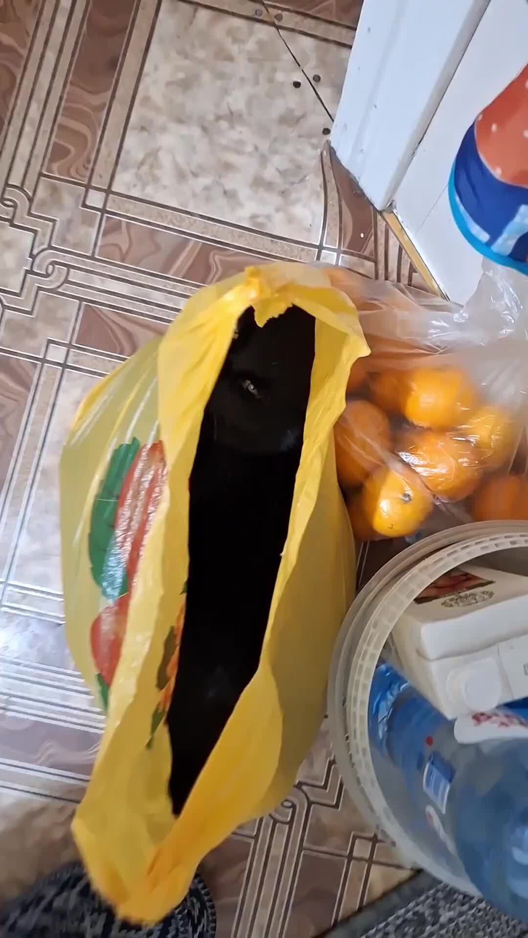 Кот ест мешок. Кот ест мешок