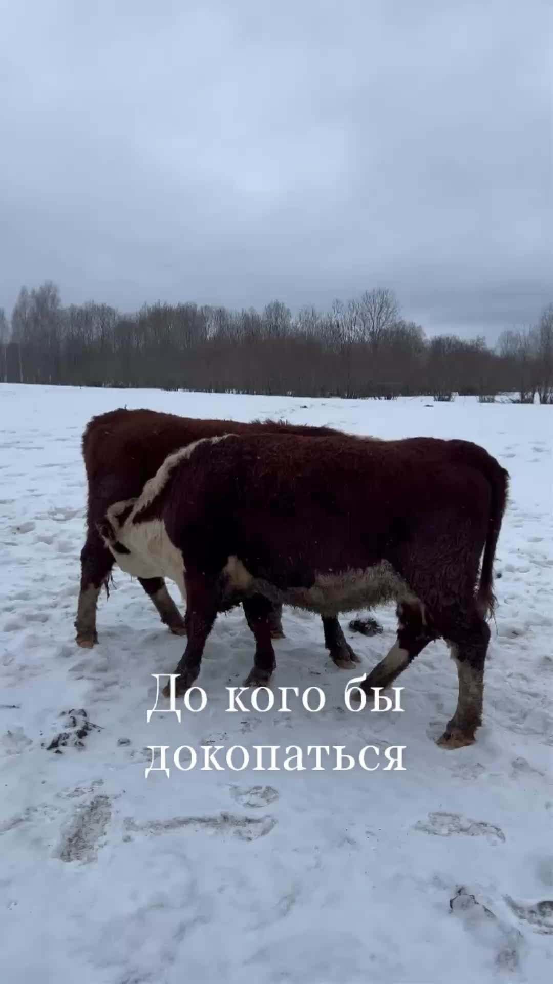 Сон коровы быки