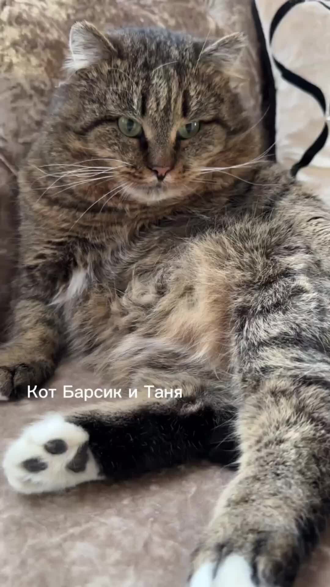 Фото кот барсик и таня Кот Барсик и Таня ВЕЧЕРОМ ✨# барсик ✨# котик Дзен