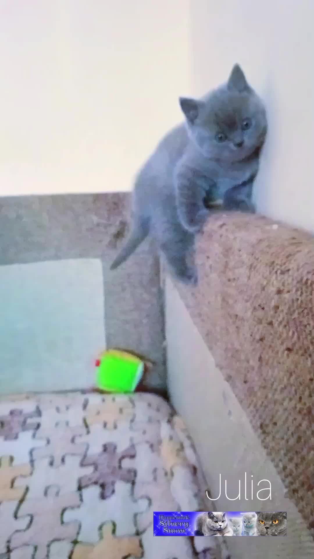 котенок на дереве. кот на перилах балкона. кот на перилах балкона. кот сидит на столбе. кошка в деревне.