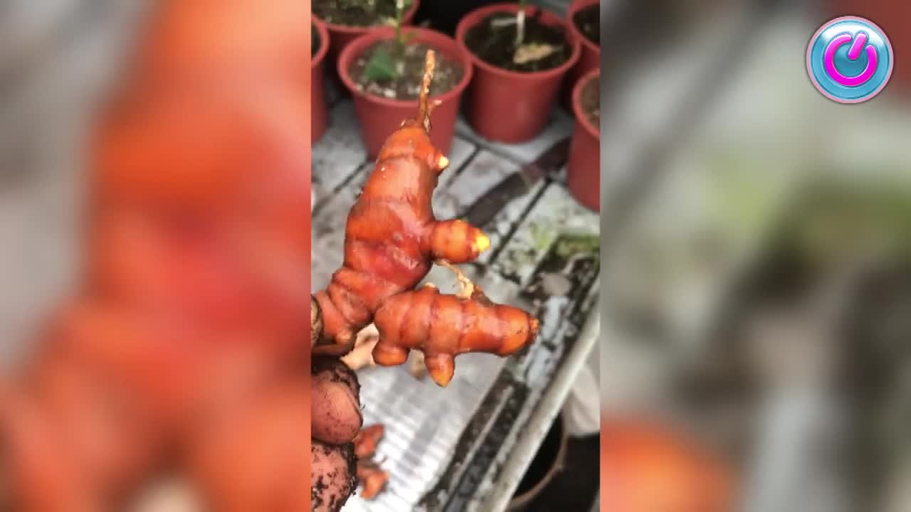 Корень слова это 2 класс правило. Какой корень у слово обыъвление. Слова корень слова. Какой корень. Корень.