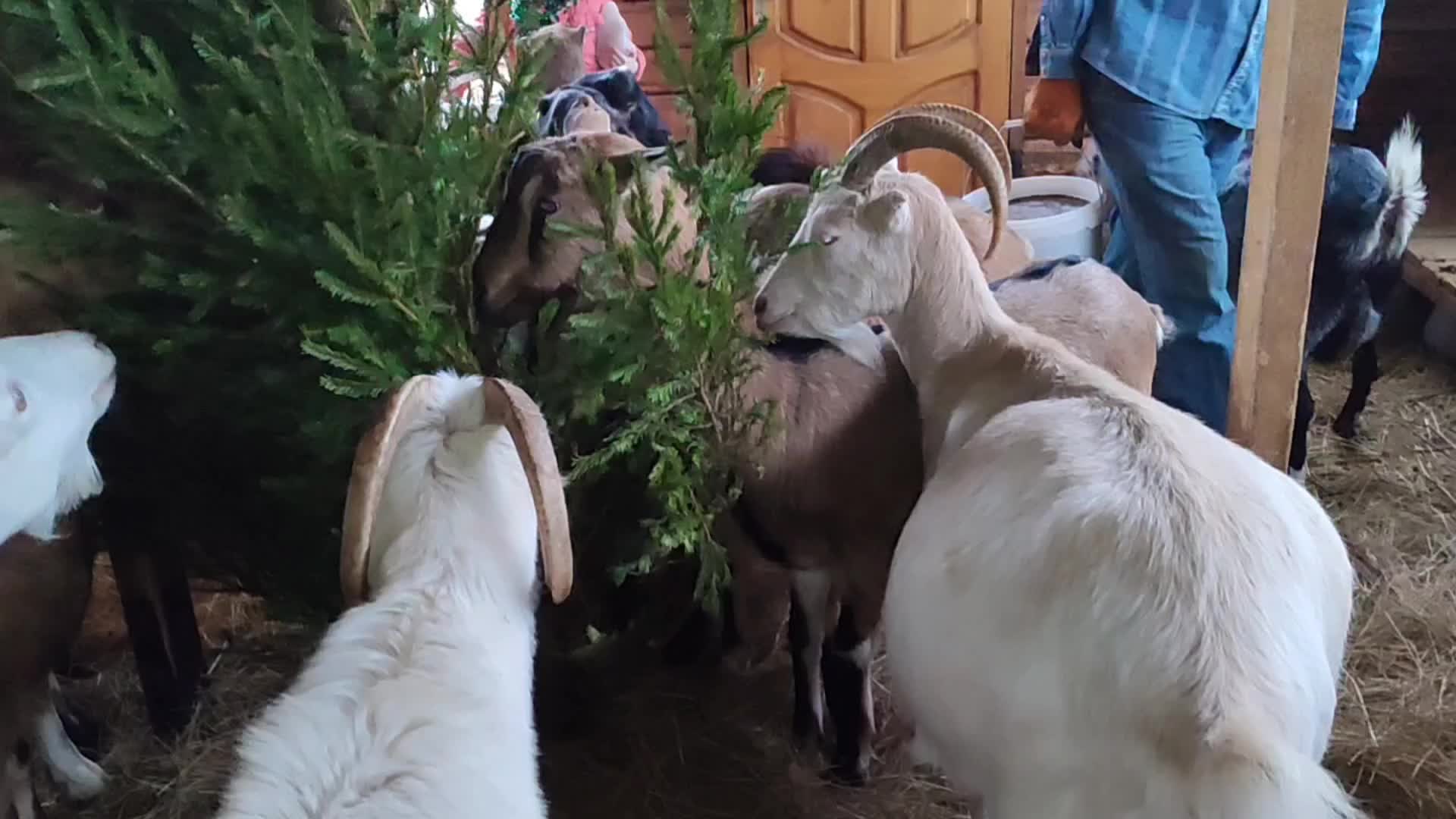 Имя юльчик. Юлечка или юличка. Юличка или юлечка правильное написание. Юлечка или юличка. Юлечка или юличка.