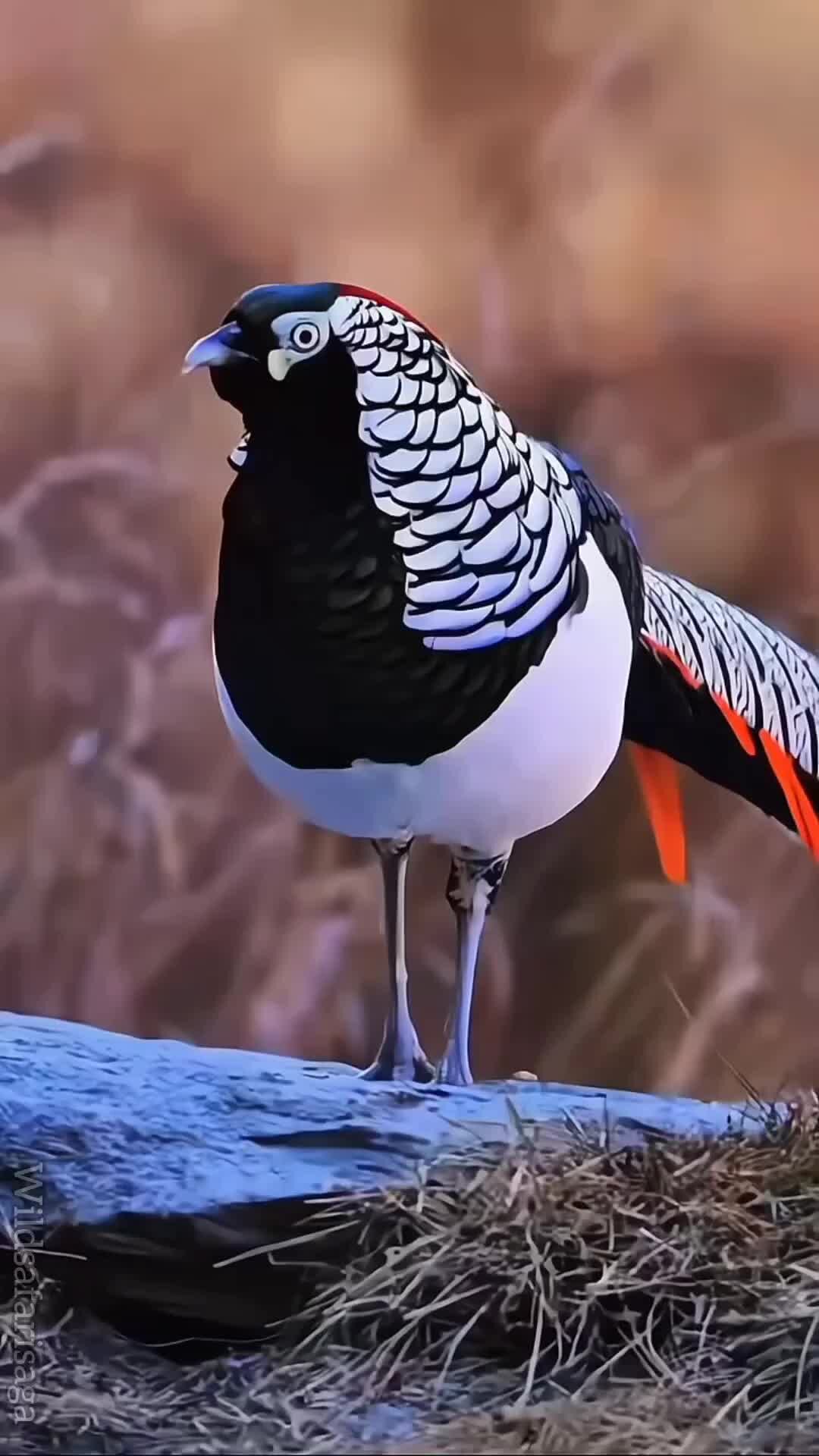 Алмазный фазан