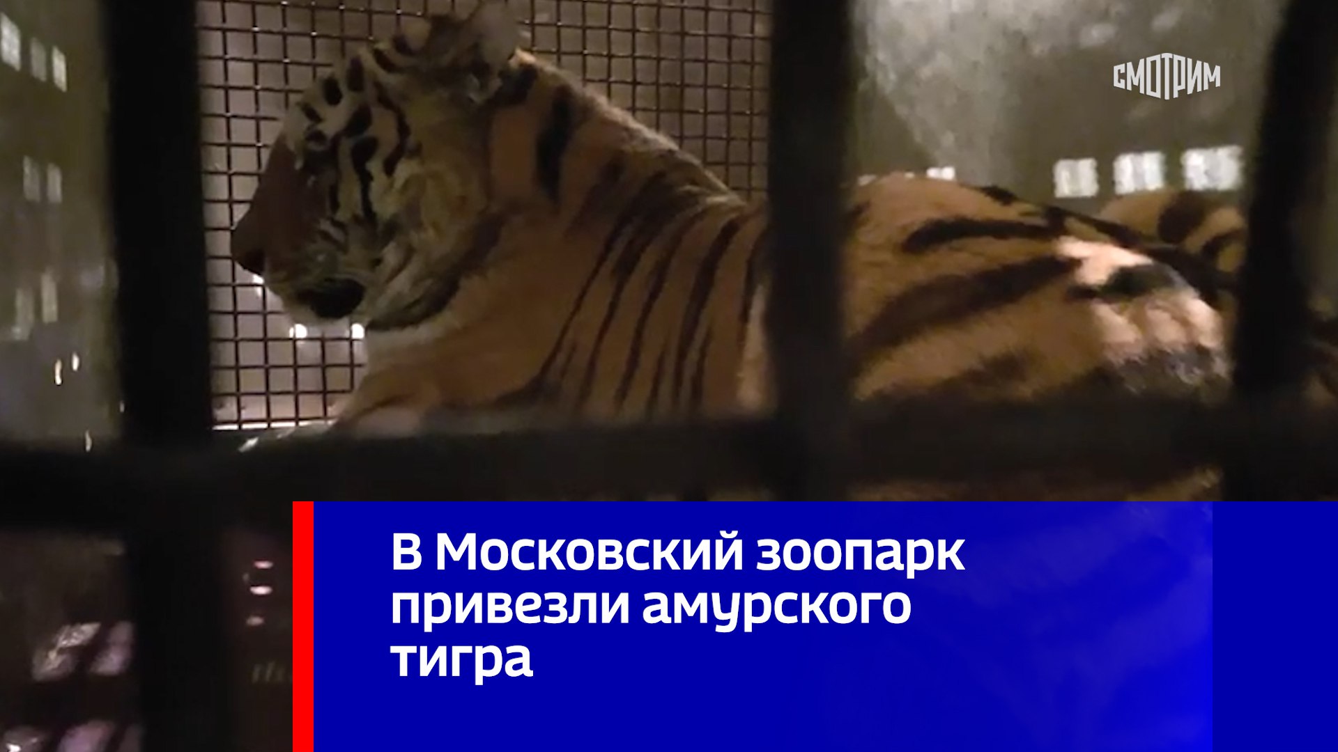 Река замбези зоопарк в казани. Как то в зоопарк привезли диких. Сафари парк бангкок. Гау московский зоопарк. Зоологический парк «сафари-парк «тайган».