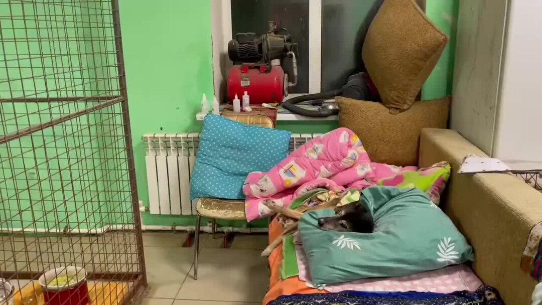 Наш приют можно смело номинировать на рекорд Гиннесса потому что у нас ...