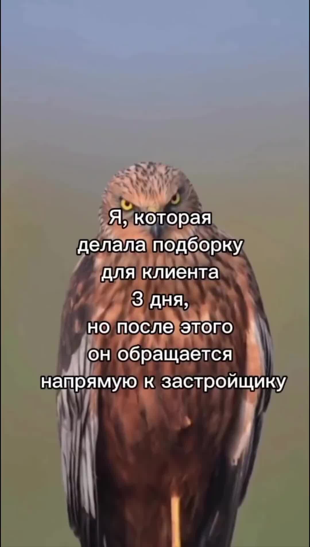 ИНВЕСТИЦИИ В НЕДВИЖИМОСТЬ со Скворцовой Ириной | как я теперь делаю  подборку #недвижимость #инвестиции #работасклиентами #подборканедвижимости  #деньги #ценностьсебя | Дзен