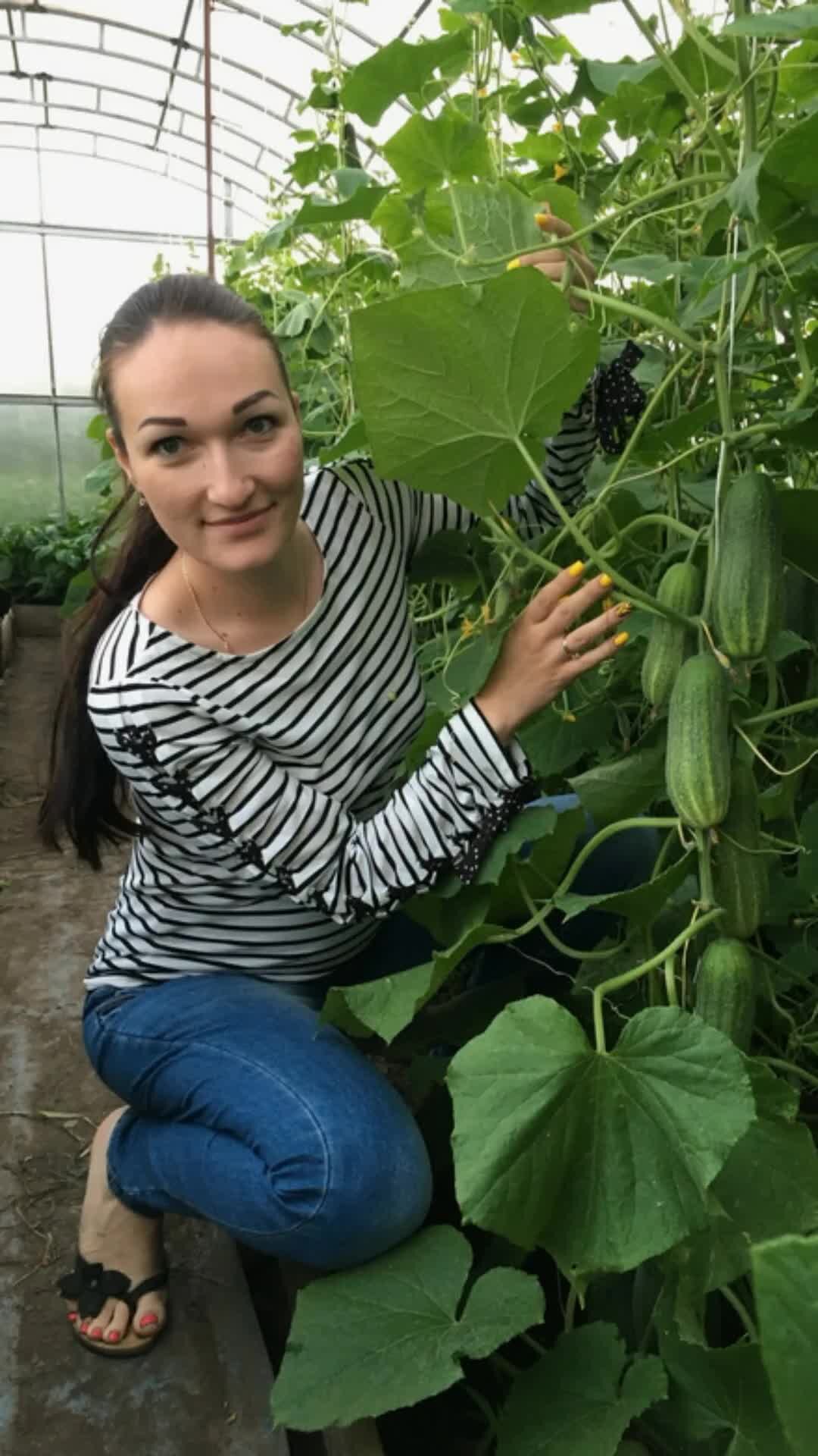 Пикули корнишоны зеленцы. Салат с огурцами. Огурцы кубиками для салатов на зиму. Огурцы зозуля консервация. Подвязать огурцы в открытом грунте.