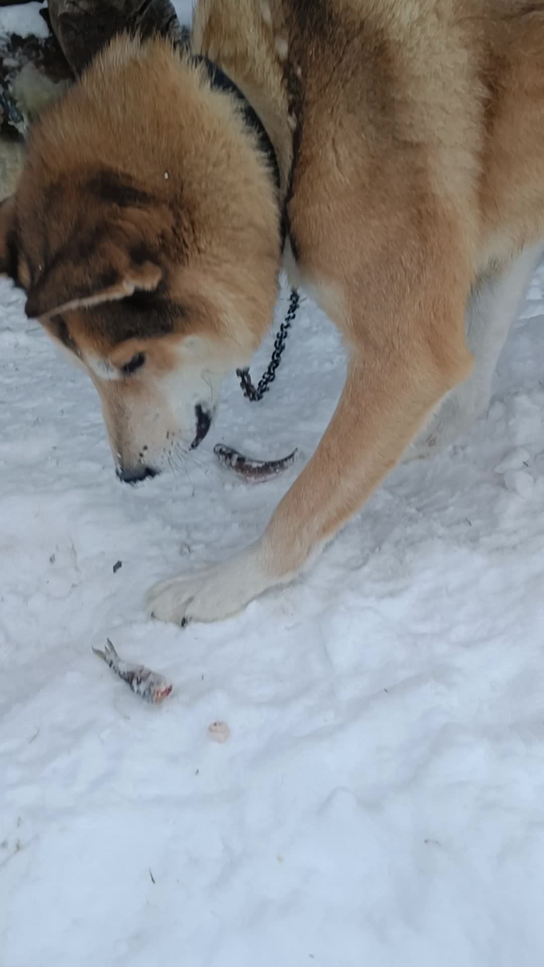 Будни собака. Барклай собака комикс. Будни собака. Будни собака. Собачьи будни.