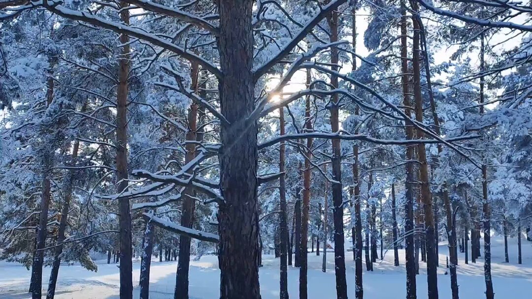 прогулка на природе. прогулка в лесу. музыка идут по лесу. человек в лесу. синрин-йоку.