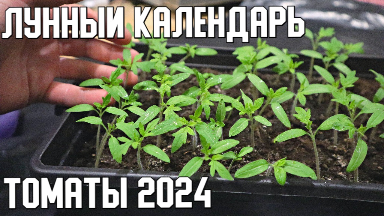 Календарь рассады на 2024 год по месяцам