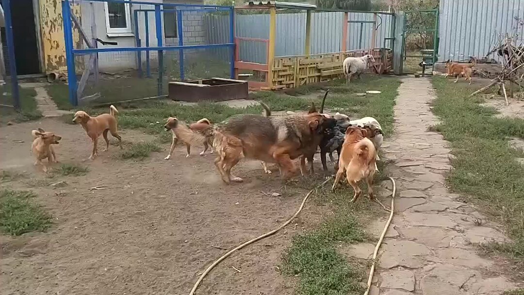 Что может быть с собакой. Что может быть с собакой