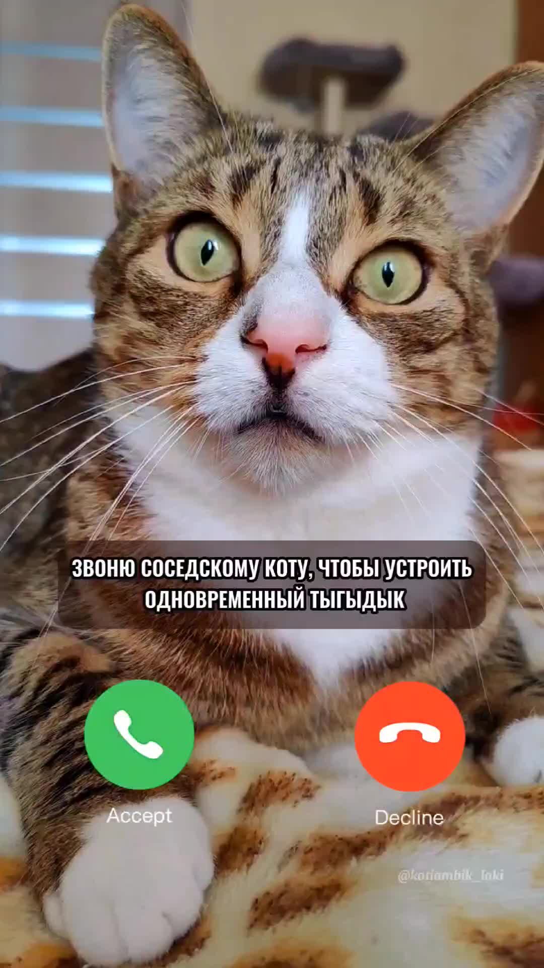 Котямбик Локи | Звонок соседскому коту😅 | Дзен