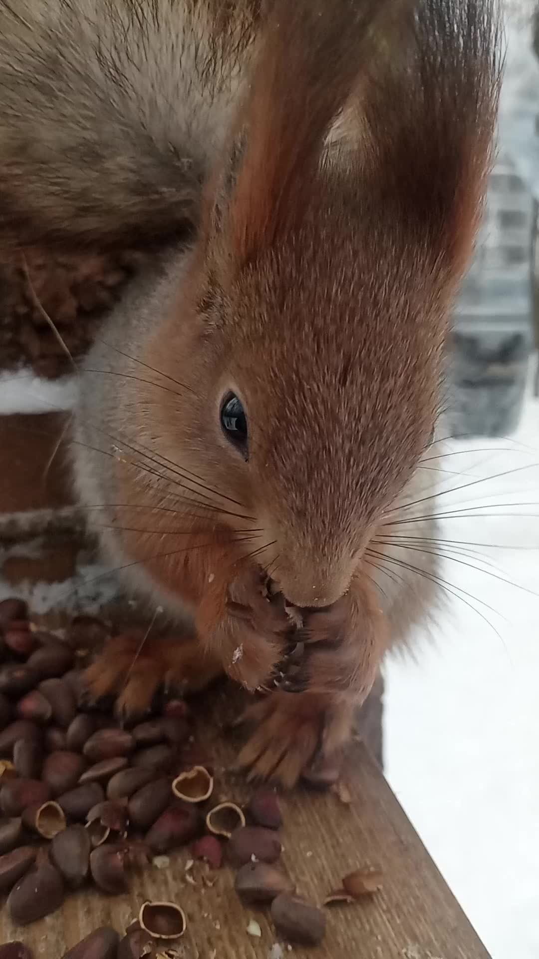 Поймал белку. Все по серьезному белки. Блейк и белки. Все по серьезному белки. Все по серьезному белки.