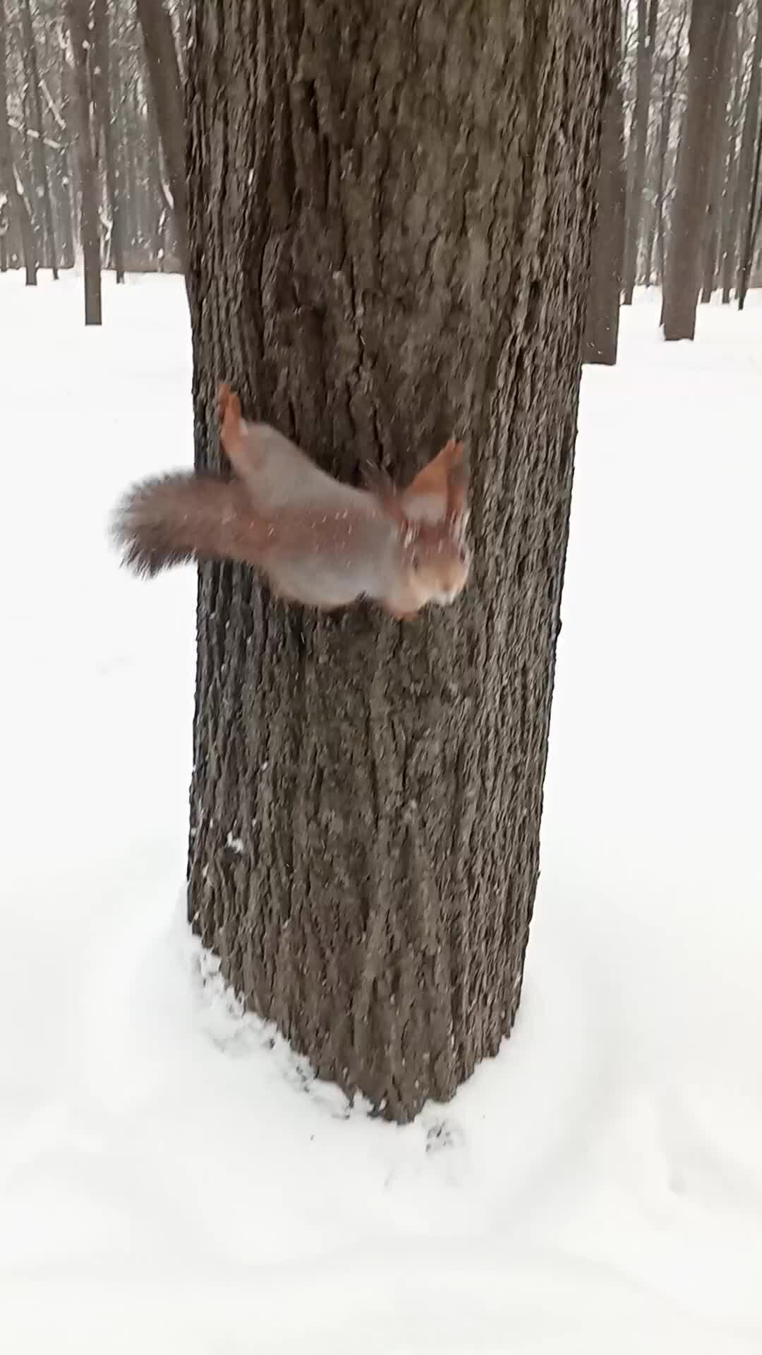 Белка песенки поет иллюстрация. Белка поет. Музыка для белочки. Музыка для белочки. Песня белка.