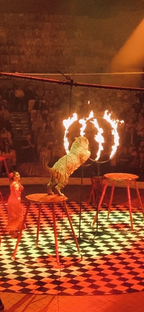 Хочу в цирк. Московский цирк шапито представление. Картинка хочу в цирк. Цирк братьев запашных здание. Цирк хочу.