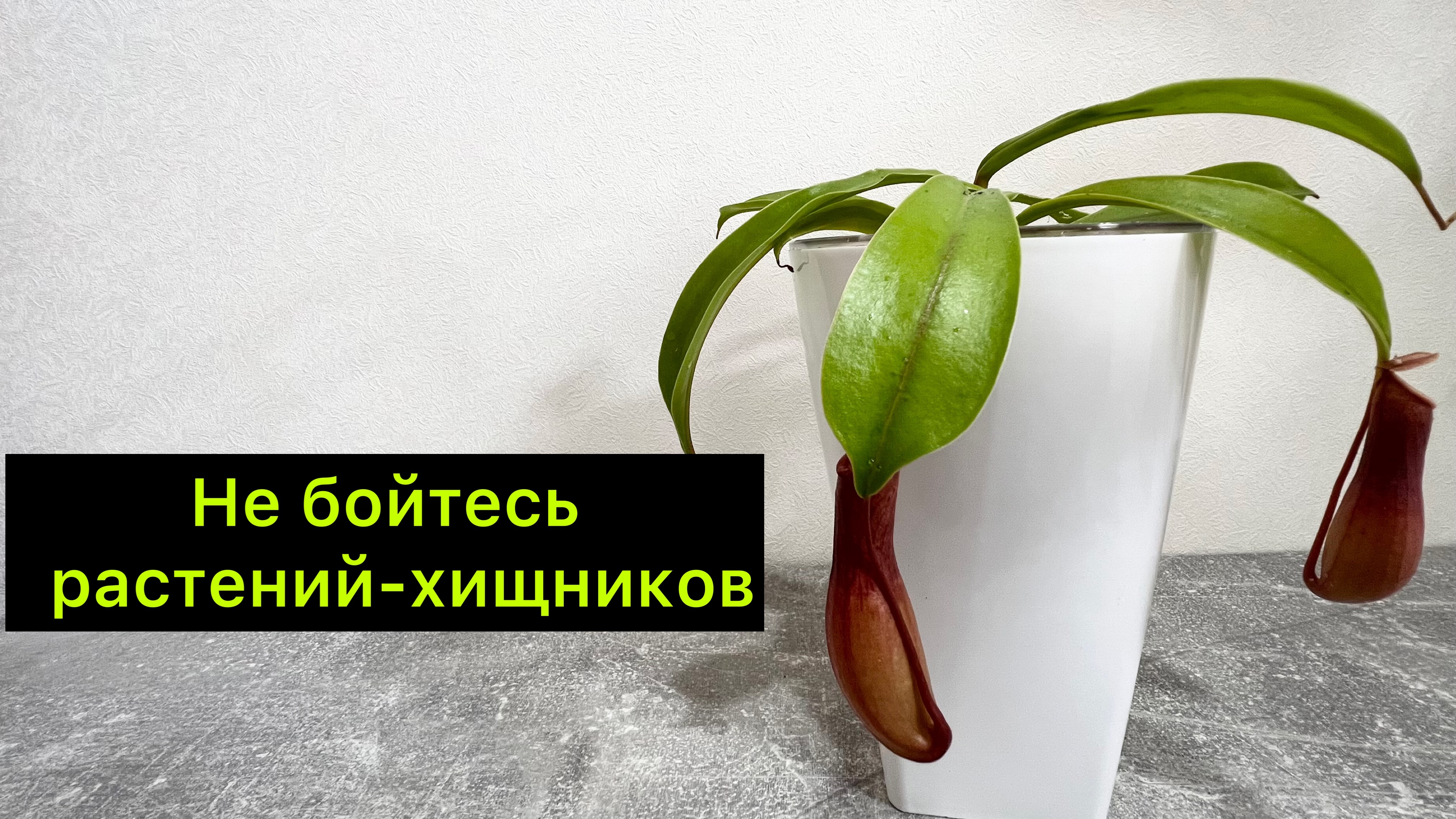 Цветочек не бойся. Хищное растение кувшинчик. Nepenthes albomarginata.