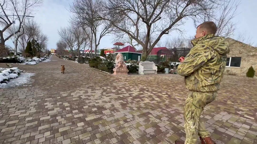 Львенок инвалид тайган последнее. Парк львов тайган. Тайган. Львенок инвалид тайган последнее. Фото львов тайган.