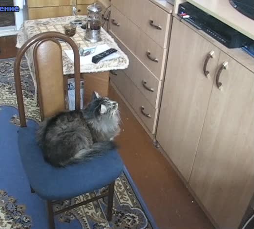 Котик кузя