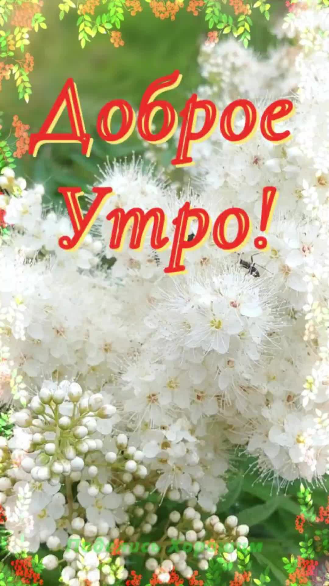 Открытка доброе утро музыкальная