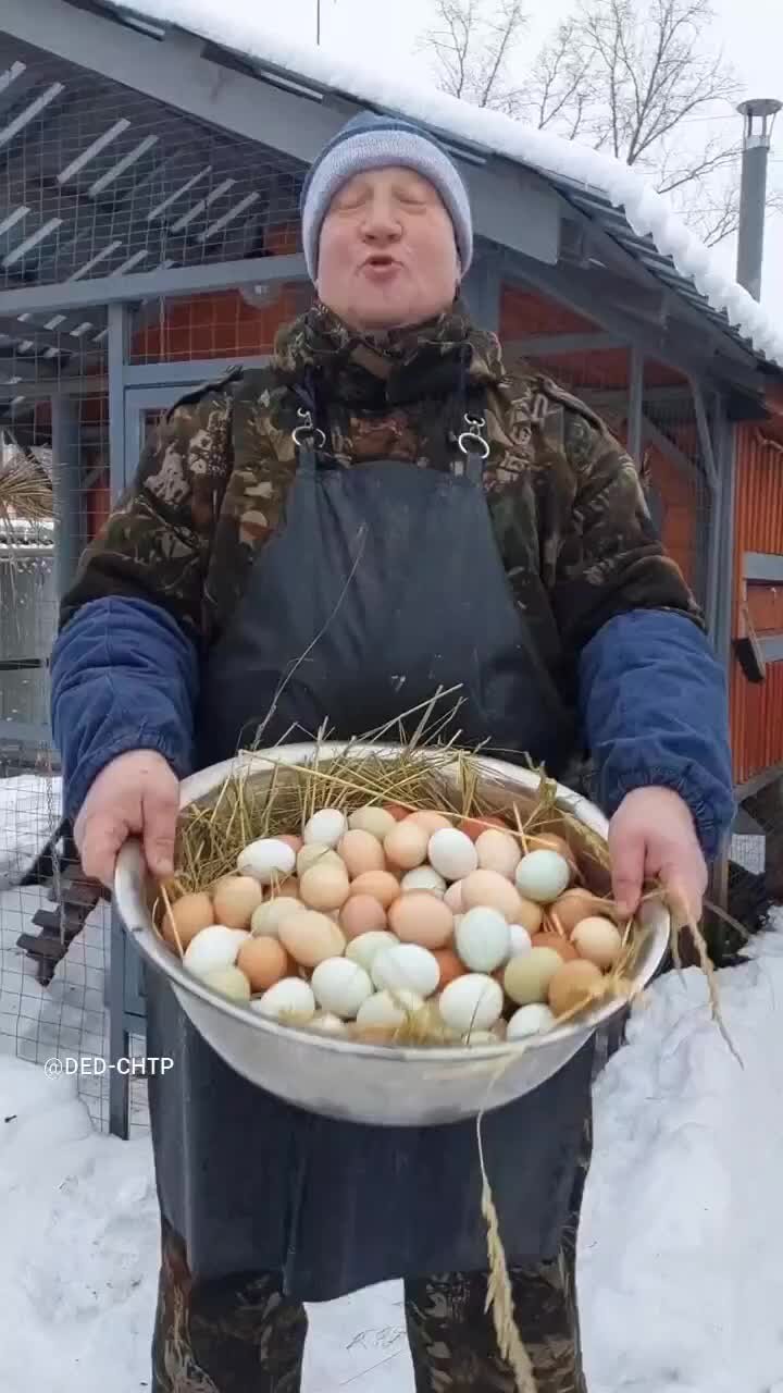 Дед ЧТП - РУССКОЕ ХОЗЯЙСТВО. | ЛУЧШАЯ ЯЙЦЕНОСКОСТЬ КУР В РОССИИ! ДЕД ЧТП  ЛУЧШИЙ ПТИЦЕВОД В МИРЕ!!! Друзья, как добиться хорошей яйценоскости у кур  зимой, смотрим видео на канале Дед ЧТП Русское